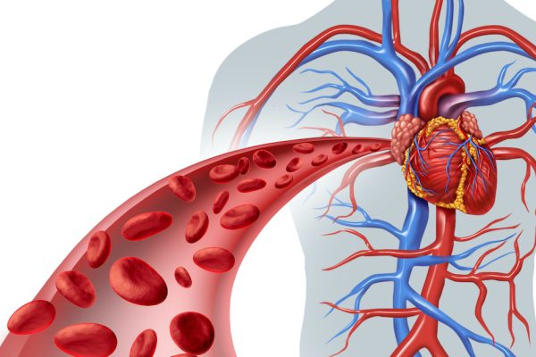 10 Cara Efektif Meningkatkan Sirkulasi Darah untuk Jantung Sehat