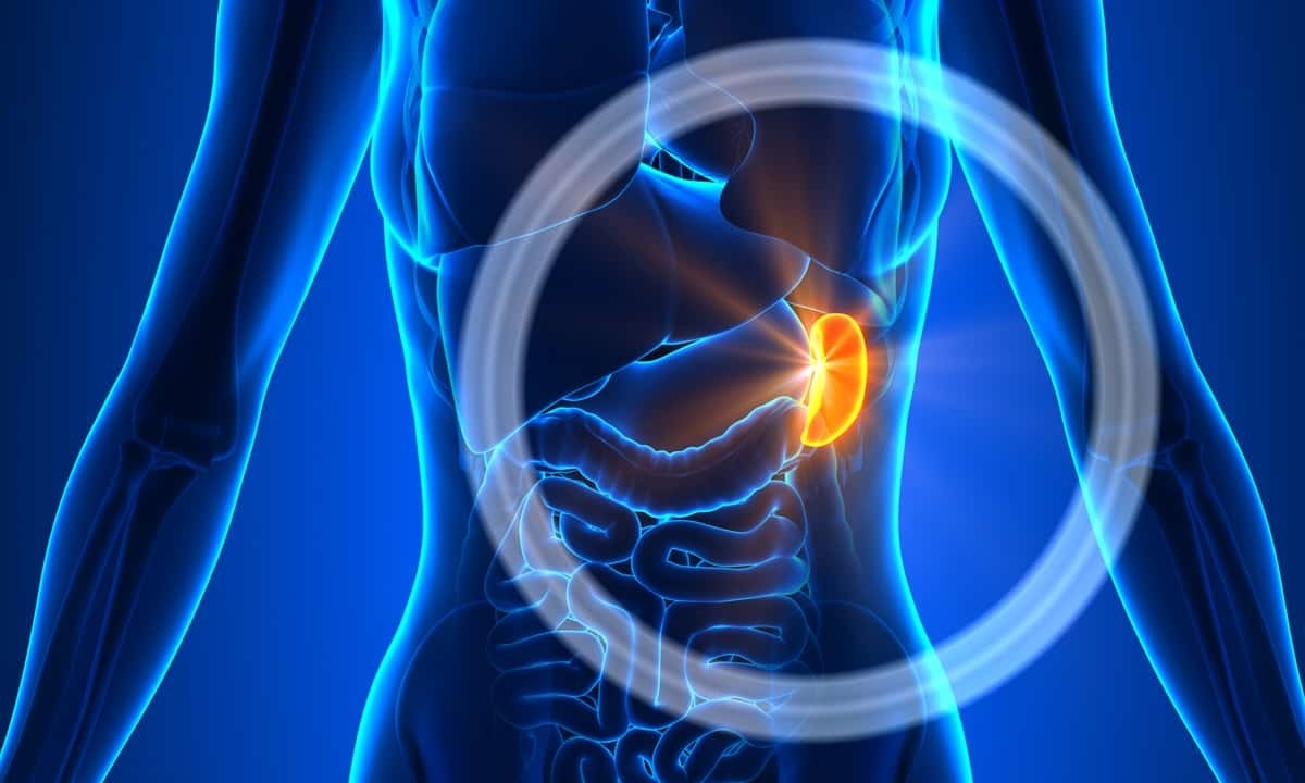 5 Hal yang Bisa Memicu Masalah Limpa dan Cara Menghindarinya